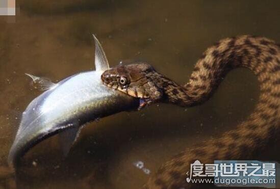 生物界的钓鱼大师，钓鱼蛇能让鱼往嘴里钻(钓鱼独门绝技)