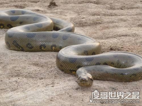 生物界的钓鱼大师，钓鱼蛇能让鱼往嘴里钻(钓鱼独门绝技)