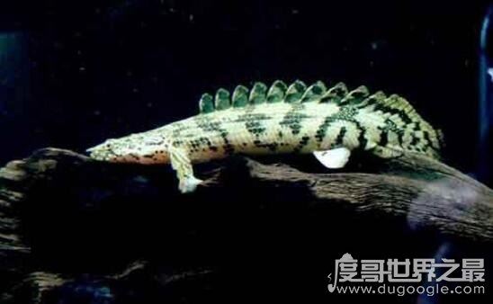凶悍的观赏鱼虎纹恐龙王鱼,是现存最漂亮的活化石