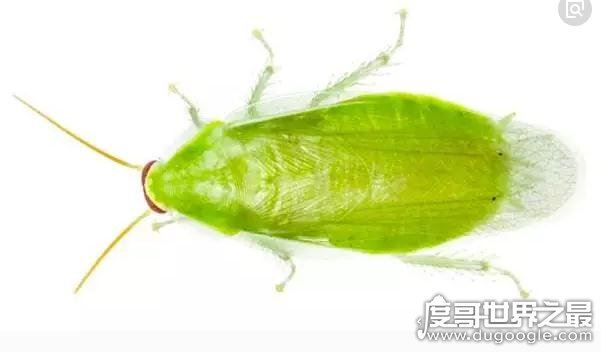 世界上最干净的蟑螂，古巴蟑螂(全身呈绿色只吃素)