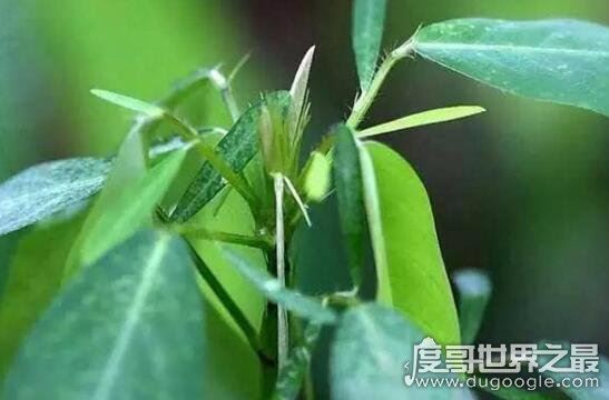 跳舞草视频,跳舞草为什么会跳舞(凄美传说花语)