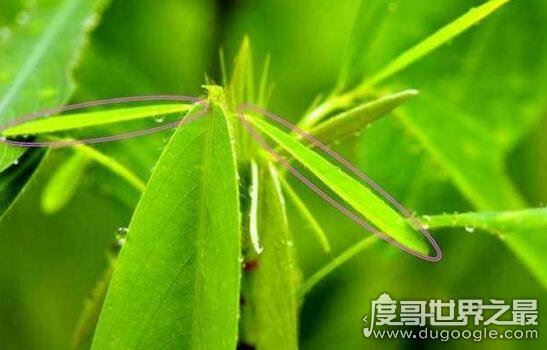 跳舞草视频,跳舞草为什么会跳舞(凄美传说花语)