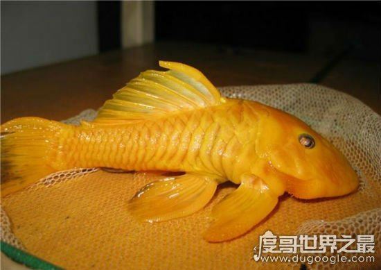 24k黄金达摩，一种比黄金还要贵重的鱼(身价过万)