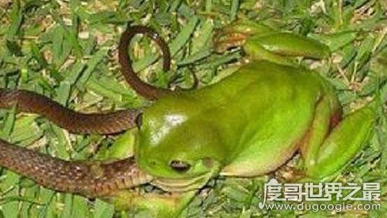 最爱吃毒蛇的食蛇蛙，不超过3斤的它可以捕食160斤以内的毒蛇