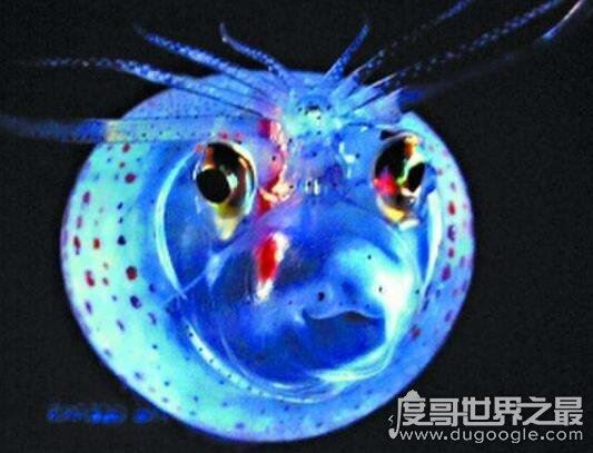 可爱小猪章鱼图片，浑身透明会发光的微笑萌物