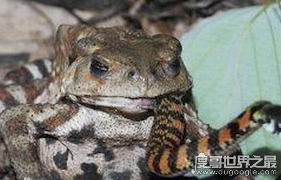 最爱吃毒蛇的食蛇蛙，不超过3斤的它可以捕食160斤以内的毒蛇