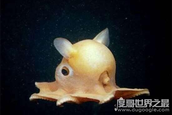可爱小猪章鱼图片，浑身透明会发光的微笑萌物