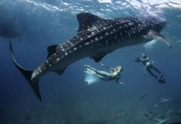 世界上最大的鱼类，鲸鲨(最长达20米/重13吨)