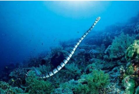世界十大名蛇，世界上最出名的10种蛇(眼镜蛇科占一半)