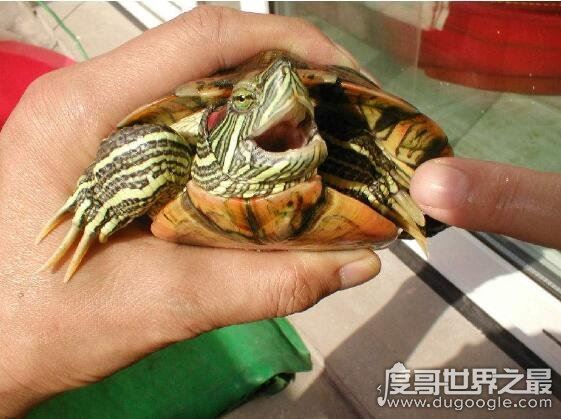巴西龟能长多大，一般雌性龟体重可以长到4斤重