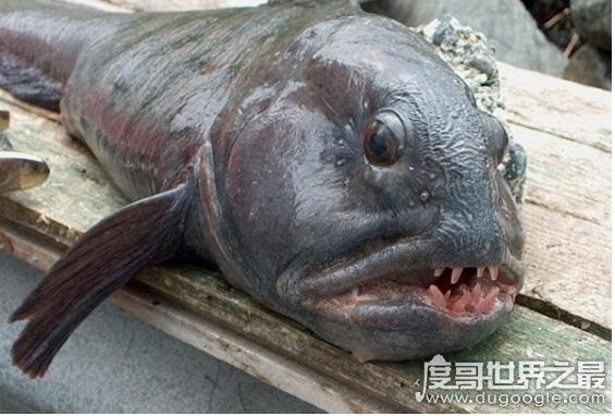 狼鳗鱼为什么不能捉，它们属于肉食性鱼类(拥有很强的攻击性)