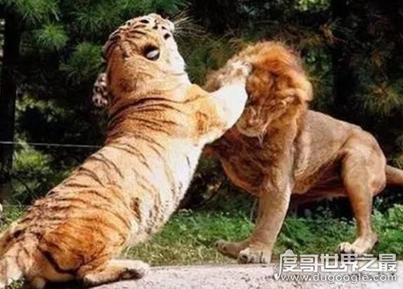 老虎和狮子谁厉害，在各方面老虎都完虐狮子(附视频)