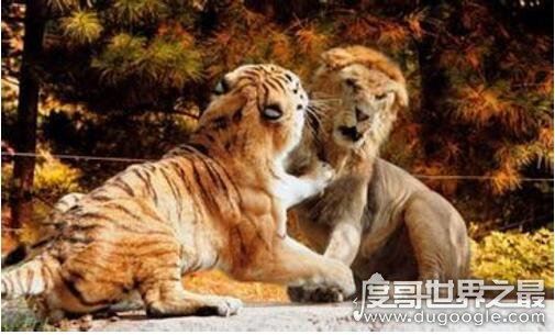 老虎和狮子谁厉害，在各方面老虎都完虐狮子(附视频)