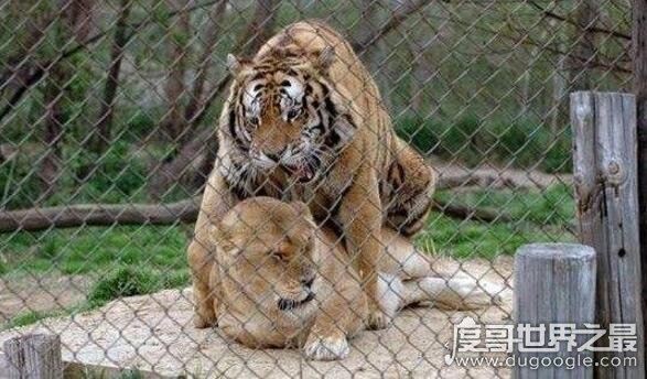 老虎和狮子谁厉害,在各方面老虎都完虐狮子(附视频)