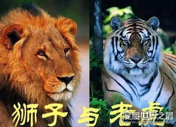 老虎和狮子谁厉害,在各方面老虎都完虐狮子(附视频)
