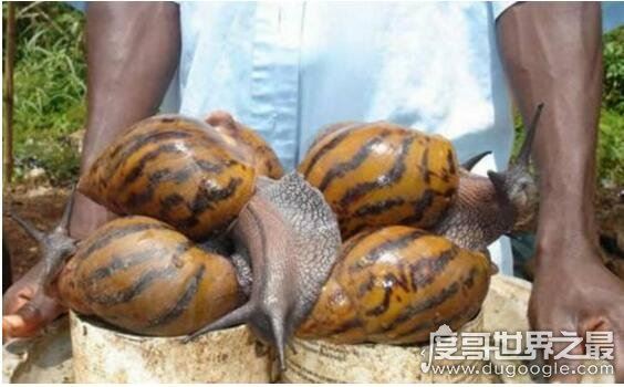 世界上最大的蜗牛，巨型蜗牛长达20cm(最小蜗牛仅0.6毫米)