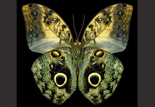 世界上最漂亮的蝴蝶，光明女神蝶(全中国仅有3只)