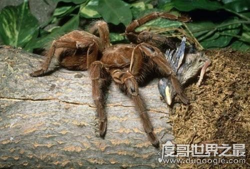 世界上最大的蜘蛛，巨蜘蛛(体型和成人拳头差不多)