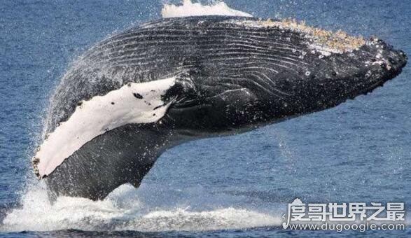 鲸鱼身上也长虱子，鲸虱与藤壶共同寄生(高达10万只)