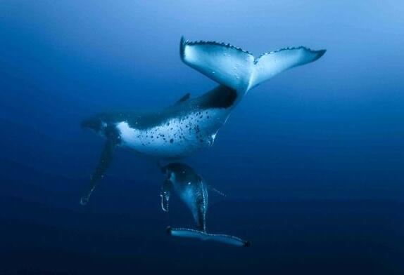 世界上最重的蓝鲸有多重，最大纪录长33.58米/重177吨