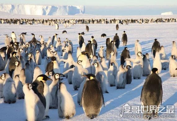 企鹅生活在哪里，主要生活在南极(大多数生活在南半球)