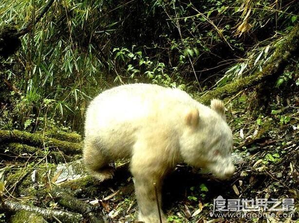 世界上最罕见的大熊猫，白色大熊猫(浑身全白/眼睛是红色)