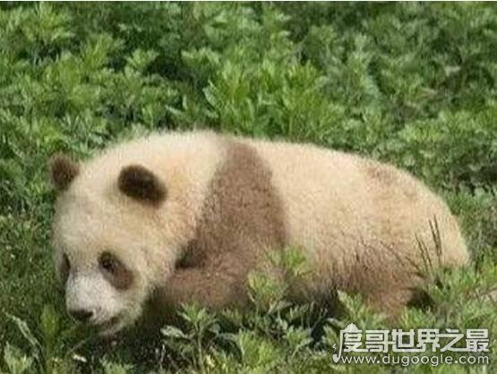 世界上最罕见的大熊猫，白色大熊猫(浑身全白/眼睛是红色)