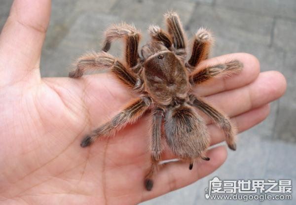 漂亮的智利火玫瑰蜘蛛，最受欢迎的宠物蜘蛛(温顺/毒性小)