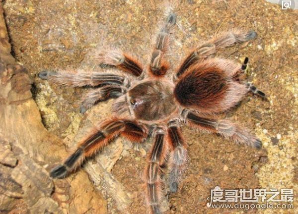 漂亮的智利火玫瑰蜘蛛，最受欢迎的宠物蜘蛛(温顺/毒性小)