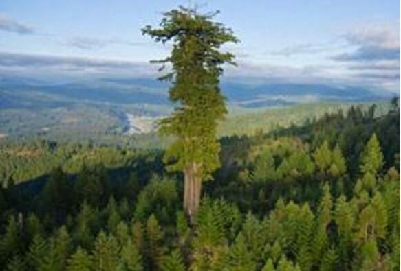 世界十大植物之最，世界上最高的树高156米(相当于50层楼)