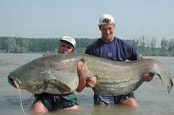 世界第一巨鱼，坦克鸭嘴鱼吞食人类半熟尸体(体长可达5米)