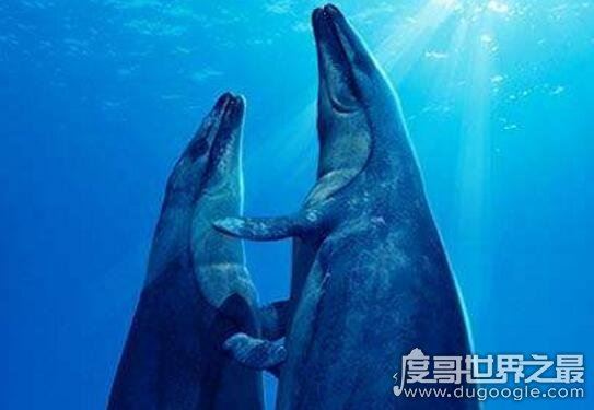 史前顶级掠食者，梅氏利维坦鲸(长达17米/重65吨)
