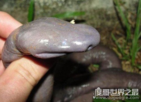 世界上长相最奇特的蛇，巴西盲蛇(外形酷似男人的小丁丁)