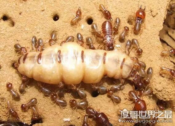 白蚁蚁后是怎么产生的，详解母蚁建立帝国成为蚁后的过程