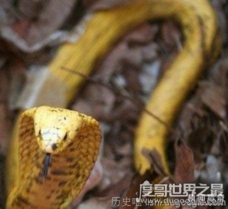 十大世界上最恐怖的动物，帝王蝎竟比眼镜蛇还可怕
