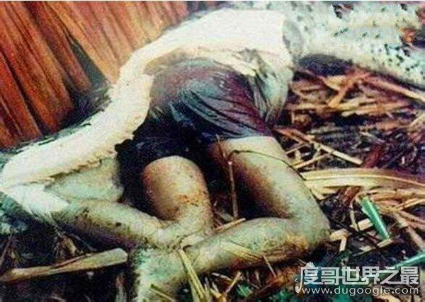 09年广西桂平挖蛇事件真假,挖出长16米/重600斤巨蛇(谣言)