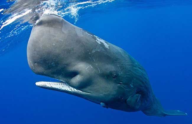 世界上最凶猛的鲸鱼，梅尔维尔鲸鱼可一口吞掉一头鲨鱼(已灭绝)