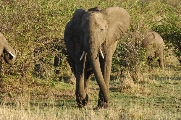 世界上最长寿命的大象，世界上活的最久的大象年龄达90多岁