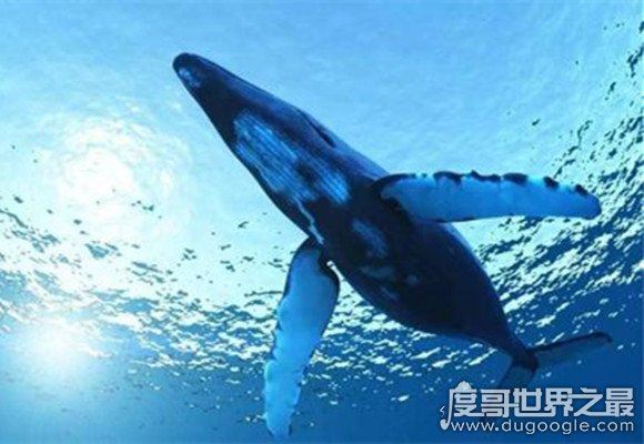 世界上最大的哺乳动物，蓝鲸长33米/重181吨(等于3000个成人体重)