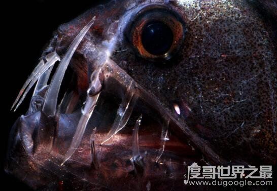 深海毒蛇鱼，长着毒蛇一般的獠牙(嘴里都放不下)