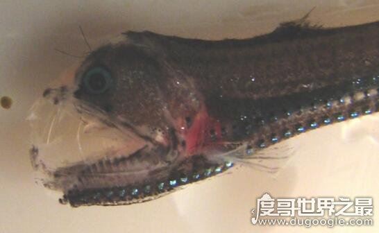 深海毒蛇鱼，长着毒蛇一般的獠牙(嘴里都放不下)