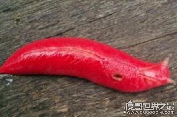 世界上最大的巨型鼻涕虫图片,巨型粉红鼻涕虫长达20厘米