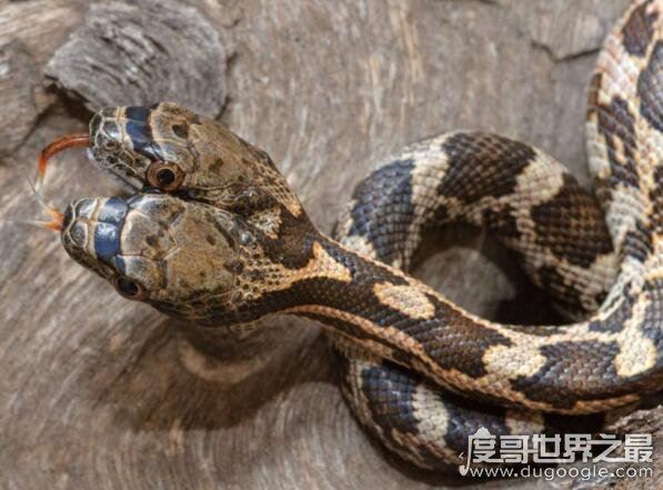 世界十大最罕见的蛇类，长有两个脑袋的双头蛇你见过吗