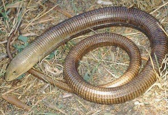 世界十大最罕见的蛇类，长有两个脑袋的双头蛇你见过吗