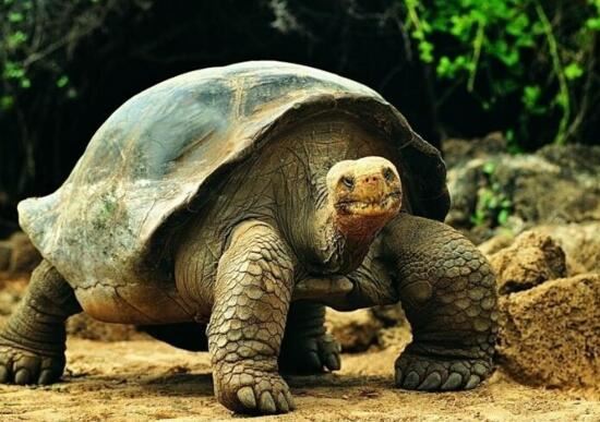 世界上最大的龟，加拉帕戈斯象龟长达6米重达800斤