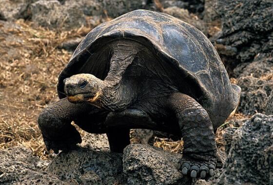 世界上最大的龟，加拉帕戈斯象龟长达6米重达800斤