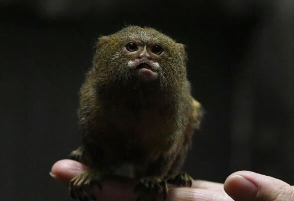 世界上最小的猴子，拇指猴又叫狨猴(仅长10cm)