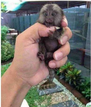 世界上最小的猴子，拇指猴又叫狨猴(仅长10cm)
