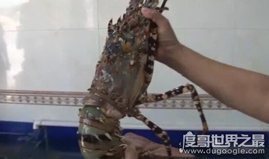 世界上最大的虾，曾有人捕获长度接近1.4米的超大龙虾