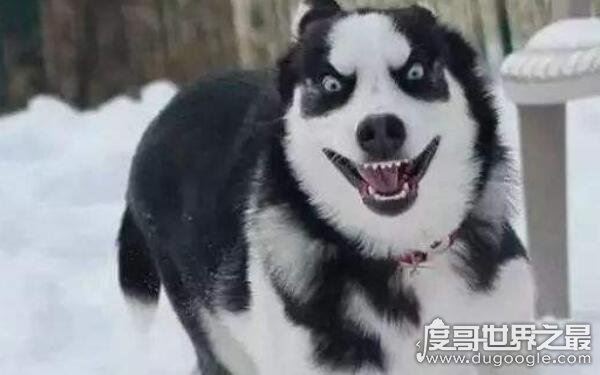 世界十大最危险猛犬,打架最厉害的狗前十名(不宜饲养)